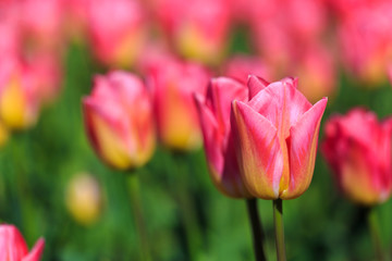 Closeup of pink tulips flowers with green leaves in the park outdoor.