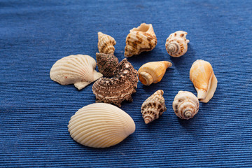 Collection of seashells isolated on blue background