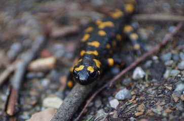 Feuersalamander Close-Up