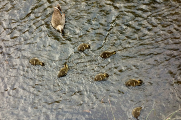 子ずれの母鴨が河川敷で子供たちを見守る様子