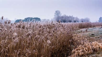 Fototapeta premium Krajobraz wiejski Podlasia. Podlaskie wierzby .Łagodna zima na Podlasiu. Dolina Narwi, Polska