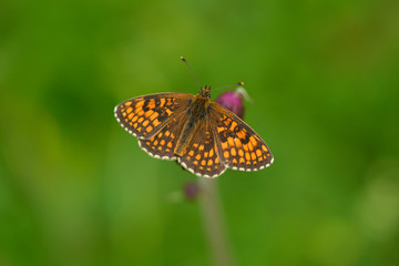 Wachtelweizen-Scheckenfalter (Melitaea athalia)	
