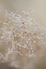 Tiny White Wildflowers During Winter In Colorado, Prairie Flowers, Tiny Meadow Flowers In Countryside, Baby's Breath Tiny White Flowers In Nature