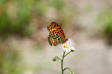 花にとまるタテハチョウ