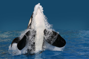 Schwertwal (Orcinus orca) oder Schwertwal springt aus Wasser, Frontal © Aggi Schmid