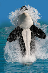 Schwertwal (Orcinus orca) oder Schwertwal springt aus Wasser, Frontal