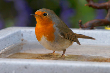 Rotkehlchen (Erithacus rubecula) sitzt am Wasserbecken im Garten