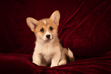 Pembroke Welsh Corgi puppy portrait at home on red velvet background