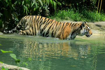 Tiger (Panthera tigris) Raubkatze geht durch das Wasser