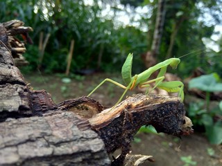 Green grasshopper (Caelifera) in the nature background