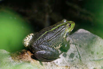 Teichfrosch (Pelophylax esculentus) Amphibium 