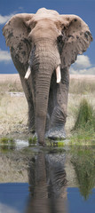  Afrikanische Elefant (Loxodonta africana) frontal am Wasser mit Spiegelung