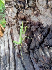 Green grasshopper (Caelifera) in the nature background