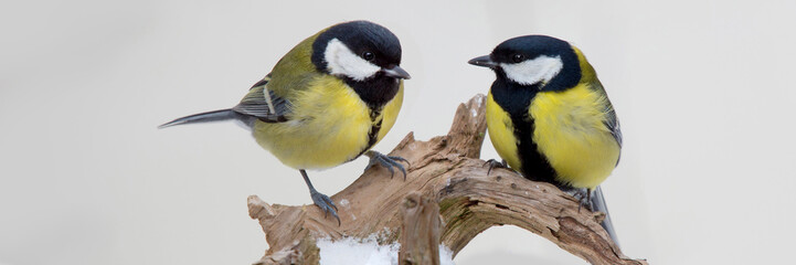 Kohlmeisen (Parus major) zwei Tiere sitzen auf Ast, Panorama
