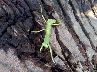 Green grasshopper (Caelifera) in the nature background