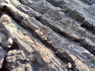 Green grasshopper (Caelifera) in the nature background