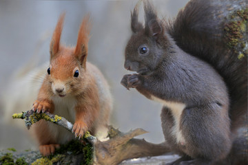 Eurasische Eichhörnchen (Sciurus vulgaris) braun und rot, sitzen auf Ast