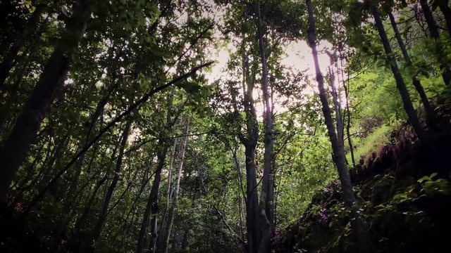 4k Aventura al aire libre Caminos ins&oacute;litos Bosques Gran Canaria	
