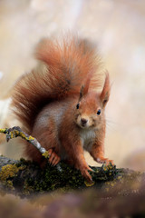 Eurasische Eichhörnchen (Sciurus vulgaris) sitzt auf Ast