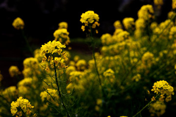 菜の花