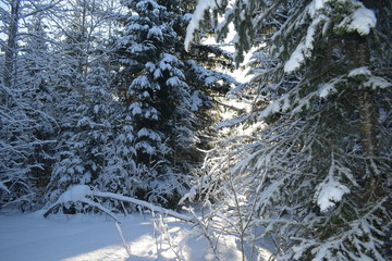 snow covered trees