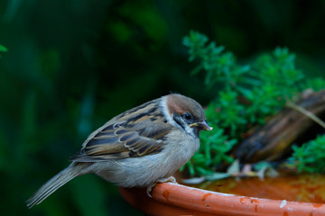Feldsperling oder Feldspatz (Passer montanus) sitzt am Wasserbecken im Garten