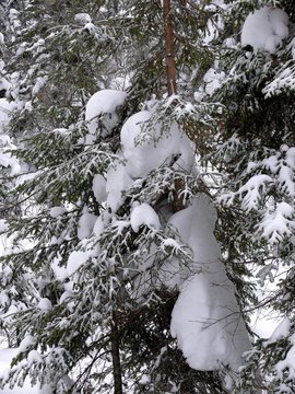 North America, Canada, Province of Quebec, Monts-Valin National Park, ghost trail