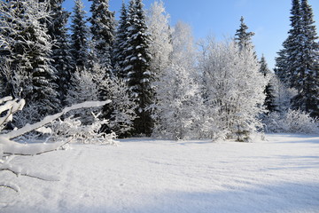 trees in snow