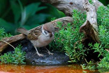 Feldsperling oder Feldspatz (Passer montanus)  am Wasserbecken im Garten
