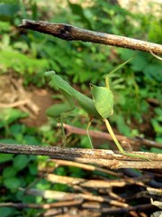 Green grasshopper (Caelifera) in the nature background
