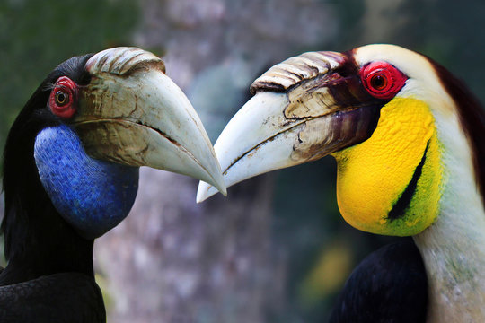  Furchenhornvogel (Rhyticeros undulatus) Nashornvogel Paar, Südostasien