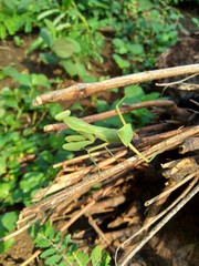 Green grasshopper (Caelifera) in the nature background