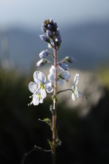 white flowers on a green background