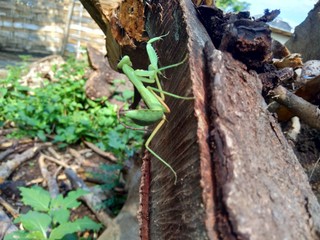 Green grasshopper (Caelifera) in the nature background