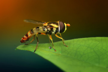hoverfly on leaf