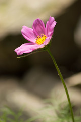 Fototapeta premium pink flower