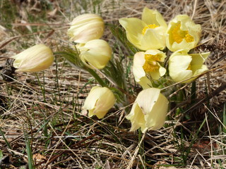 yellows flowers in the garden