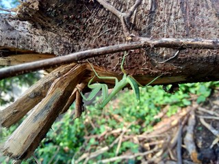 Green grasshopper (Caelifera) in the nature background