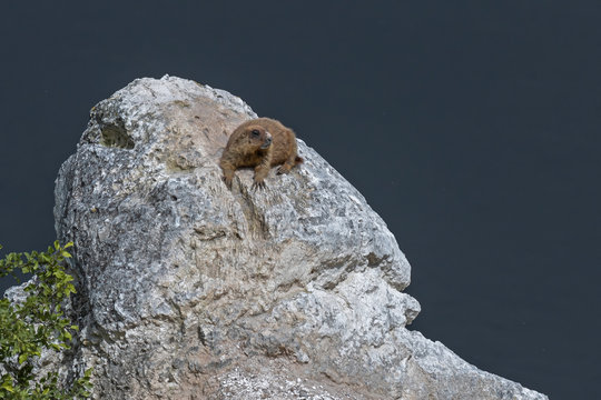 groundhog baibak is resting at the hole. Marmota bobak is resting at the hole