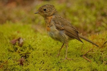 Erithacus rubecula, robin, слеток зарянки, зарянка, птенец зарянки