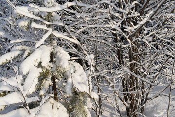 frost on branches