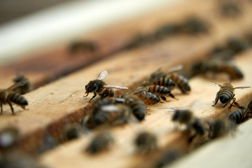 Abejas