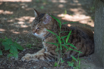 A cat relaxing in the shade