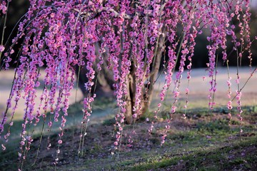 かざはやの里　梅林