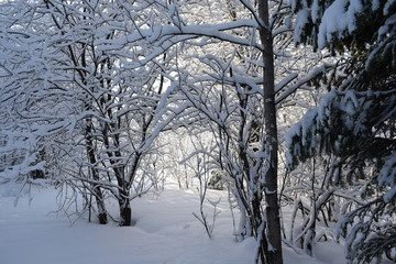 trees in winter