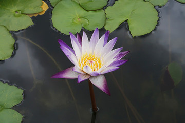 Flor de loto en primavera