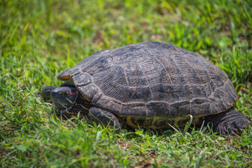 A turtle on lawn (Yokohama, Japan)