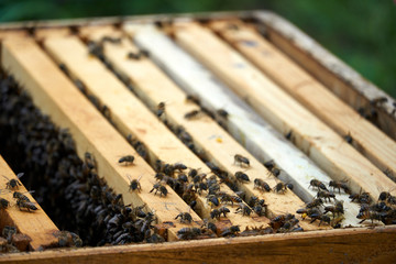 panales de abeja