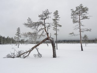 Winterwunderland mit vom Wind gebeugtem Baum
