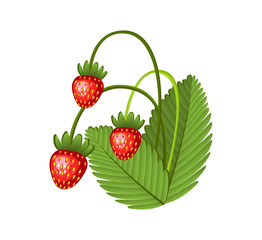 Hand drawn branch wild strawberries berries with leaves. Fresh summer berries. Fruit botany cartoon vector illustration. Fresh organic food